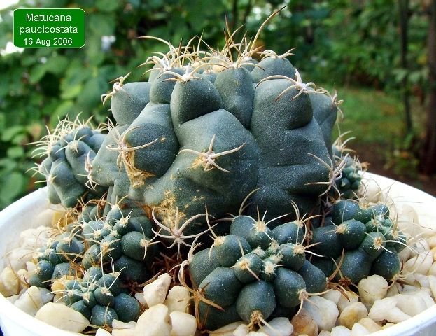 Matucana_ paucicostata _05